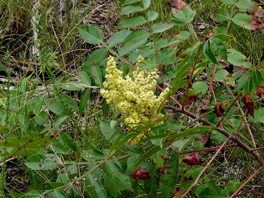 {Rhus copallinum}